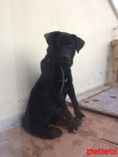 Labrador Retriever, Köpek  asil  fotoğrafı