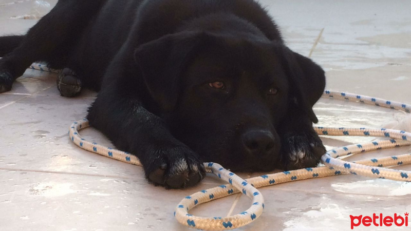 Labrador Retriever, Köpek  asil  fotoğrafı