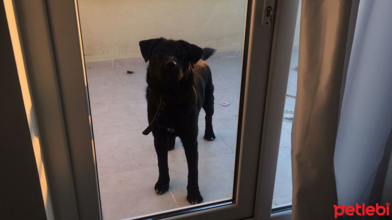 Labrador Retriever, Köpek  asil  fotoğrafı