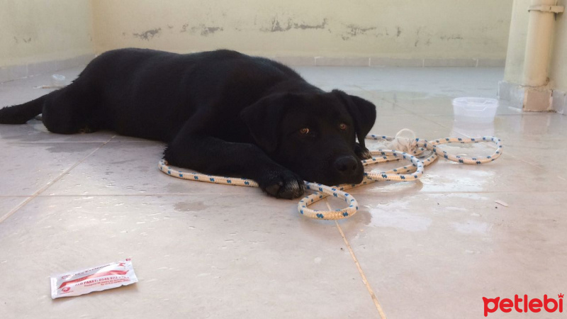 Labrador Retriever, Köpek  asil  fotoğrafı