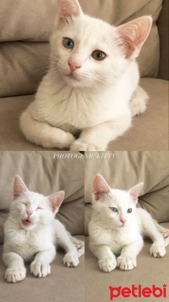 Van Kedisi, Kedi  Vanlı Boncuk fotoğrafı