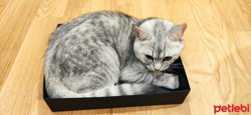 Scottish Fold, Kedi  Alex fotoğrafı