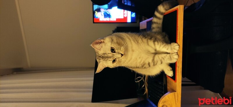 Scottish Fold, Kedi  Alex fotoğrafı