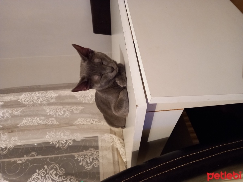 Mavi Rus, Kedi  Zeytin fotoğrafı