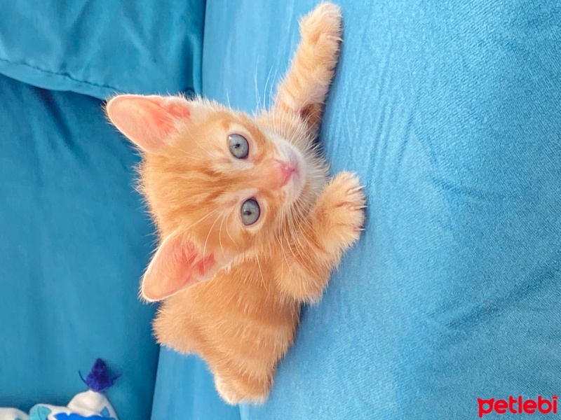 Sarman, Kedi  Şans fotoğrafı