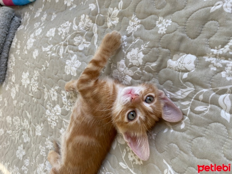 Sarman, Kedi  Şans fotoğrafı