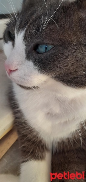 British Shorthair, Kedi  Duman fotoğrafı
