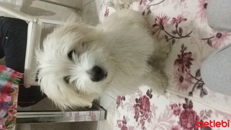 Maltese, Köpek  Bulut fotoğrafı