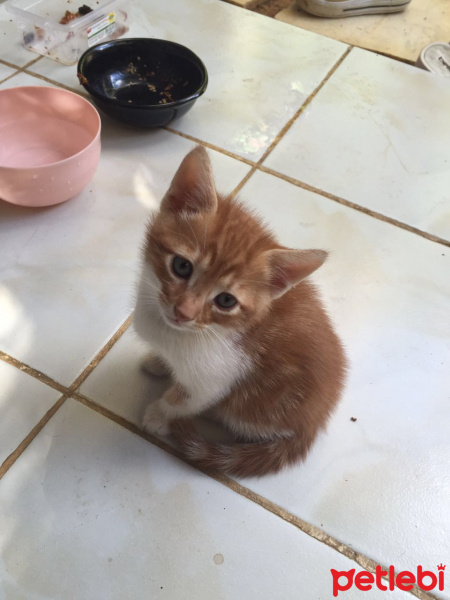 Tekir Kedi, Kedi  Limon fotoğrafı