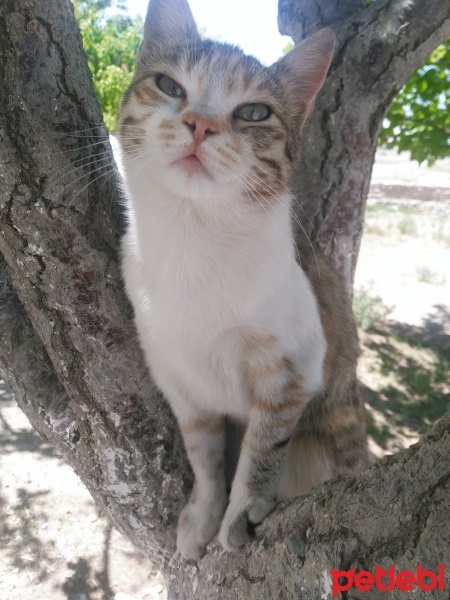 Ankara Kedisi, Kedi  Bihter fotoğrafı