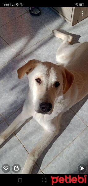 Golden Retriever, Köpek  Leon fotoğrafı