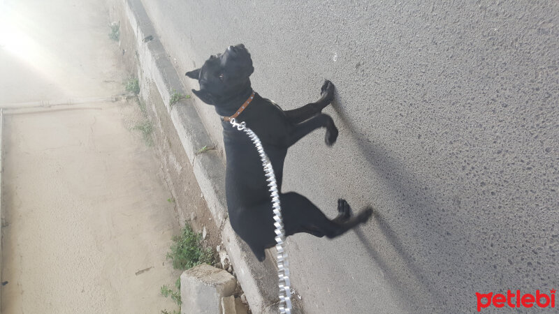 Cane Corso Italiano, Köpek  Gölge fotoğrafı