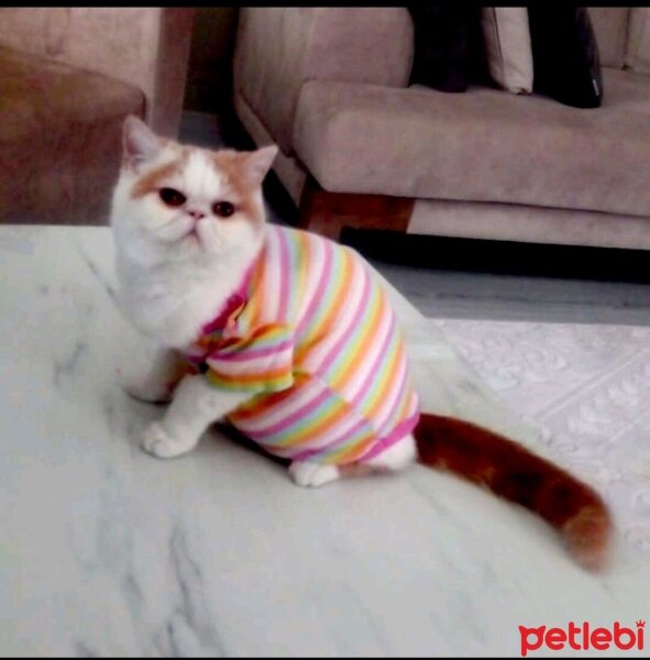 Exotic Shorthair, Kedi  Arthur fotoğrafı