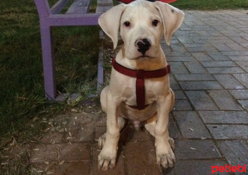 Dogo Arjantin, Köpek  Zeus fotoğrafı