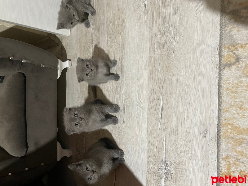 British Shorthair, Kedi  Minik fotoğrafı