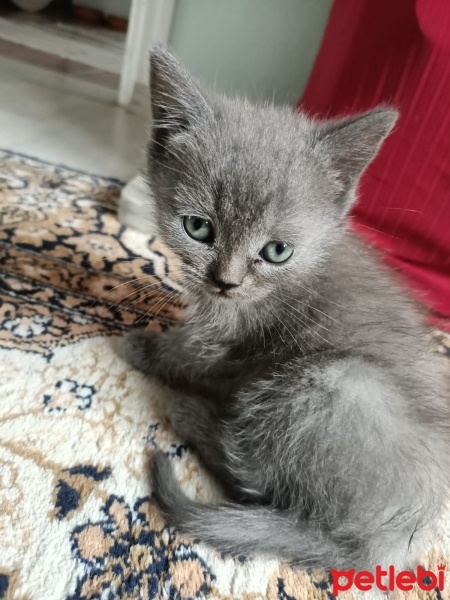 British Shorthair, Kedi  Minik fotoğrafı