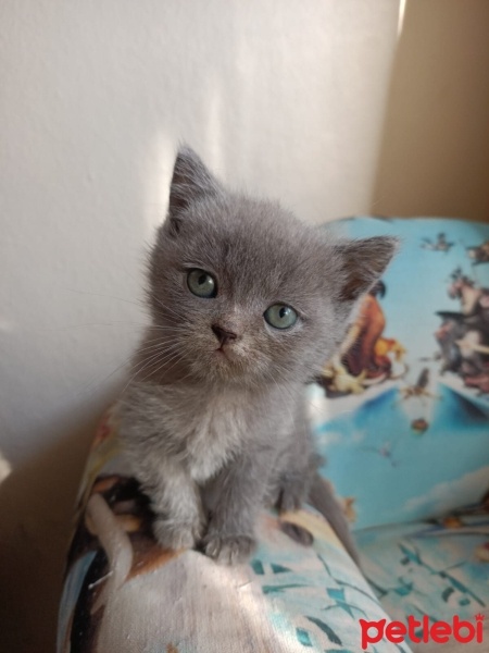 British Shorthair, Kedi  Minik fotoğrafı