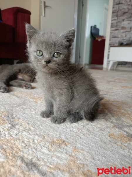 British Shorthair, Kedi  Minik fotoğrafı