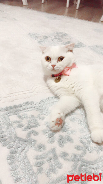 Scottish Fold, Kedi  Maya fotoğrafı