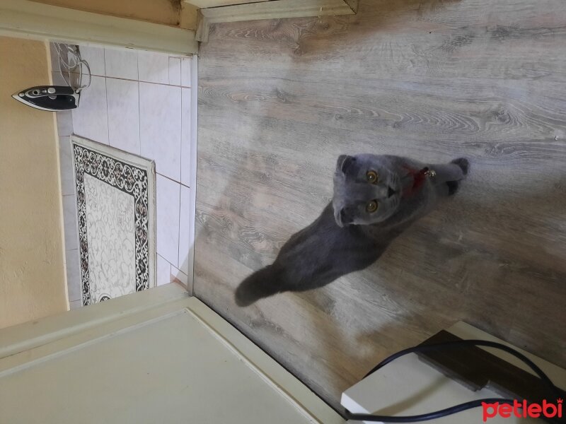 Scottish Fold, Kedi  Lila fotoğrafı