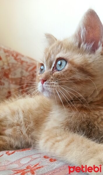 British Shorthair, Kedi  Badem fotoğrafı