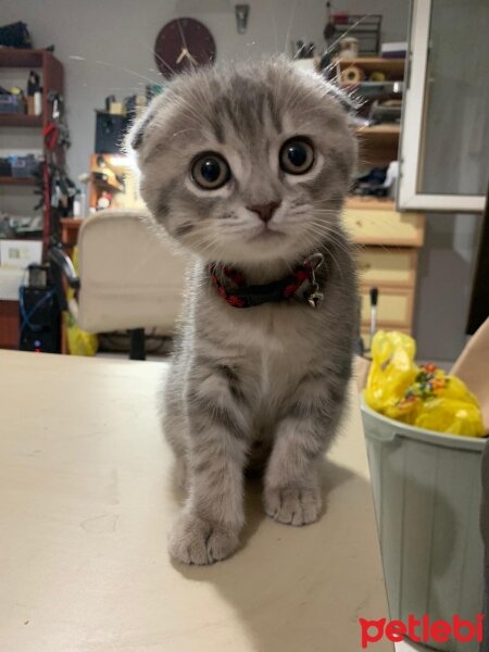 Scottish Fold, Kedi  Venüs fotoğrafı