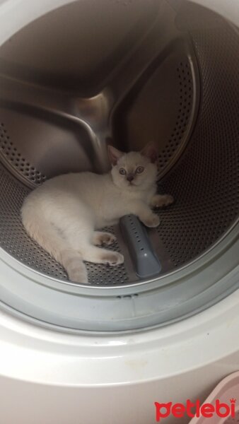 British Shorthair, Kedi  Sütlaç fotoğrafı