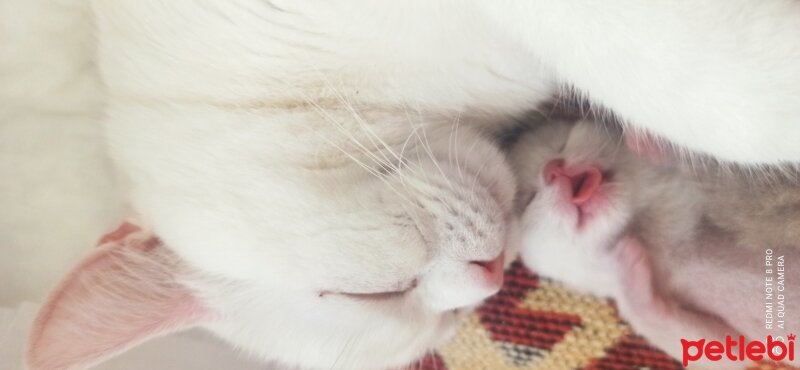 British Shorthair, Kedi  Sütlaç fotoğrafı