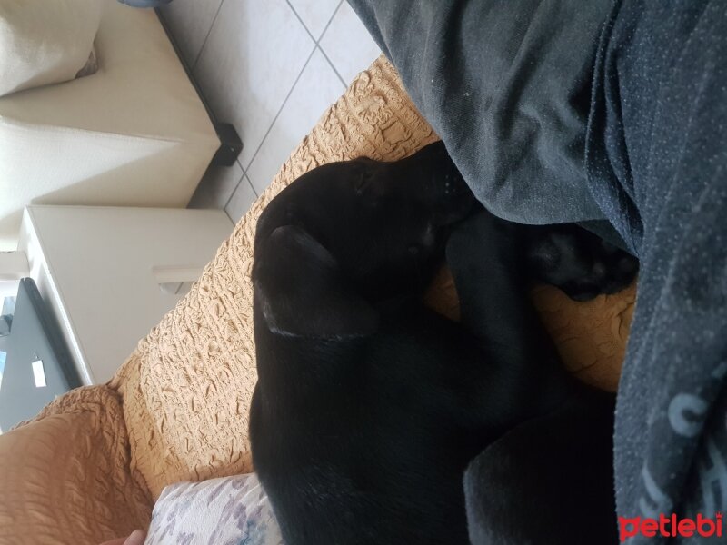 Labrador Retriever, Köpek  Afina fotoğrafı