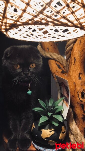 Scottish Fold, Kedi  Venüs fotoğrafı