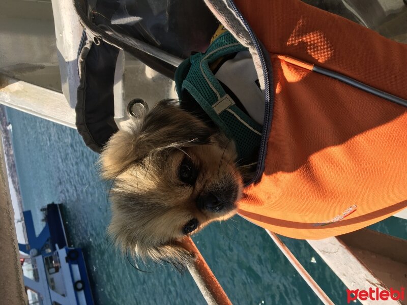 Pekingese, Köpek  Ponçik fotoğrafı