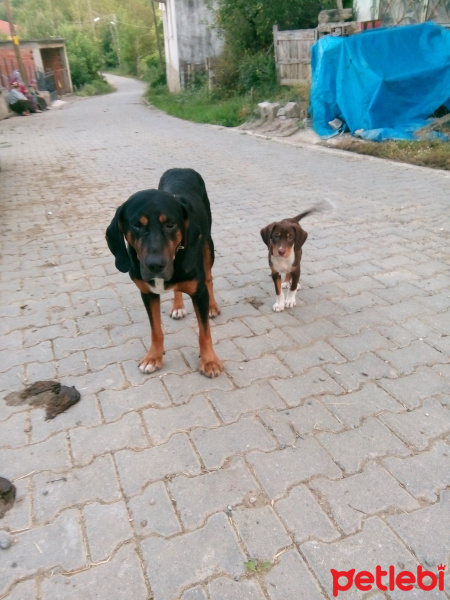 Pointer, Köpek  Çakır  fotoğrafı