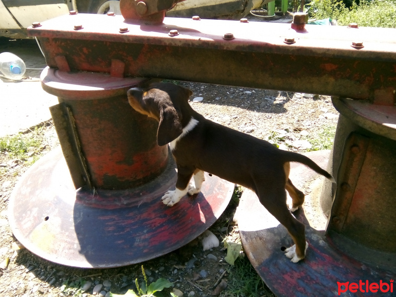 Pointer, Köpek  Çakır  fotoğrafı