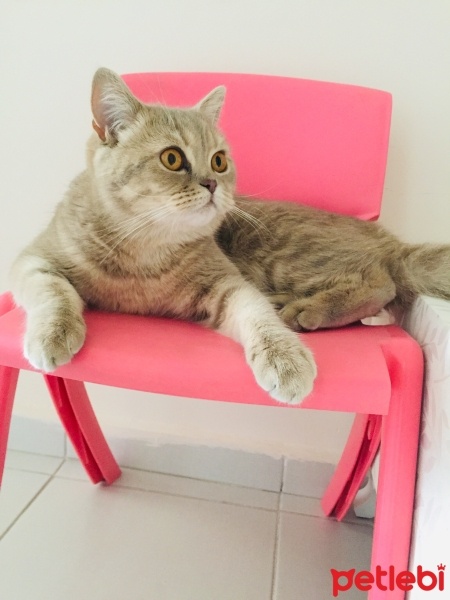 British Shorthair, Kedi  Köpük fotoğrafı