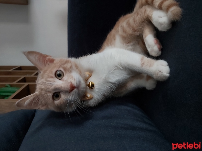 Tekir Kedi, Kedi  Zeus fotoğrafı