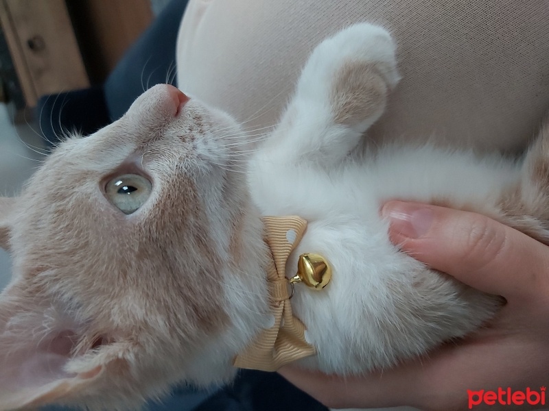 Tekir Kedi, Kedi  Zeus fotoğrafı