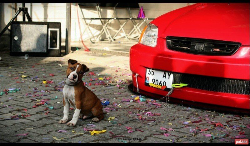 Amerikan Pitbull Terrier, Köpek  Mafya fotoğrafı