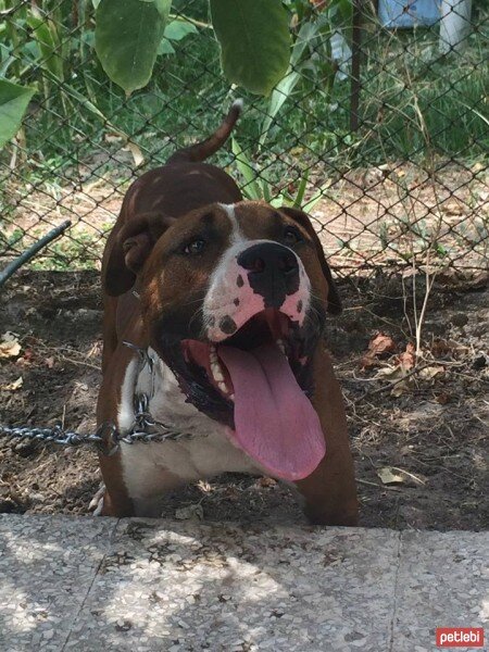 Amerikan Pitbull Terrier, Köpek  Mafya fotoğrafı