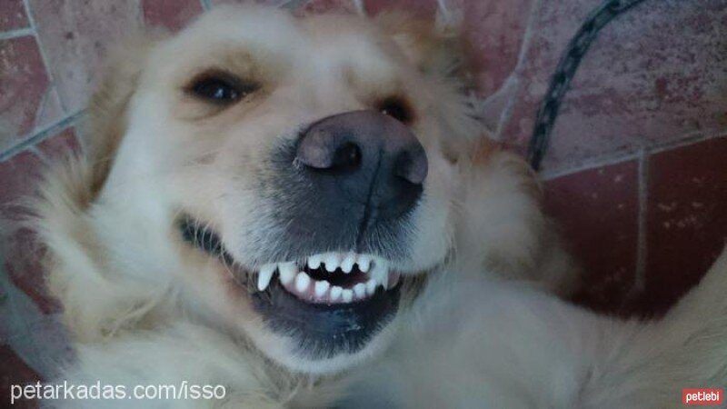 Golden Retriever, Köpek  Pak'o fotoğrafı