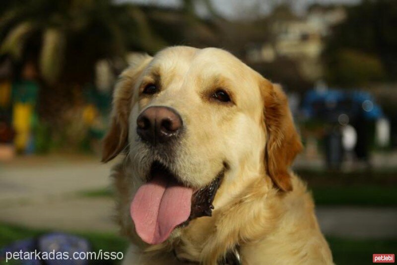 Golden Retriever, Köpek  Pak'o fotoğrafı