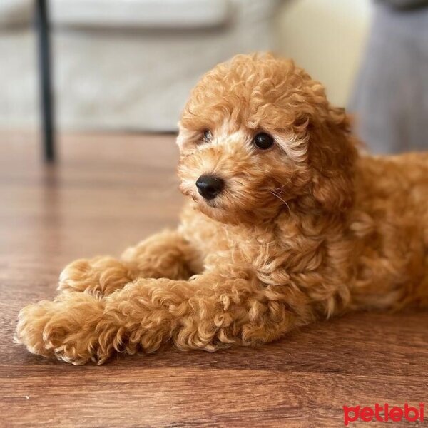 Poodle (Minyatür Kaniş), Köpek  Ginger fotoğrafı