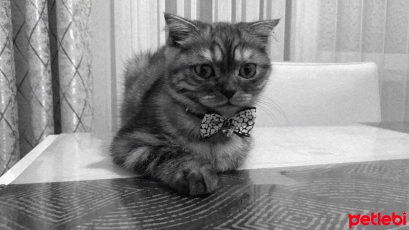 Scottish Fold, Kedi  Zeus fotoğrafı