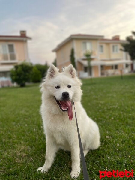 Samoyed, Köpek  Snow fotoğrafı