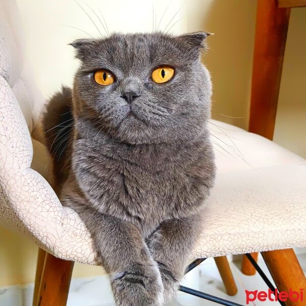 Scottish Fold, Kedi  Dora fotoğrafı