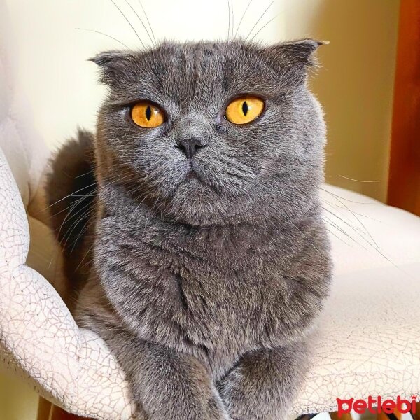 Scottish Fold, Kedi  Dora fotoğrafı