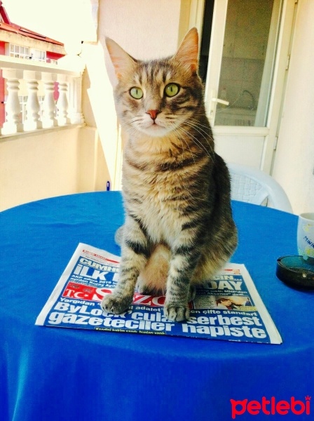 Tekir Kedi, Kedi  suşi fotoğrafı