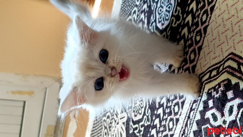 Scottish Fold, Kedi  Ayaz fotoğrafı