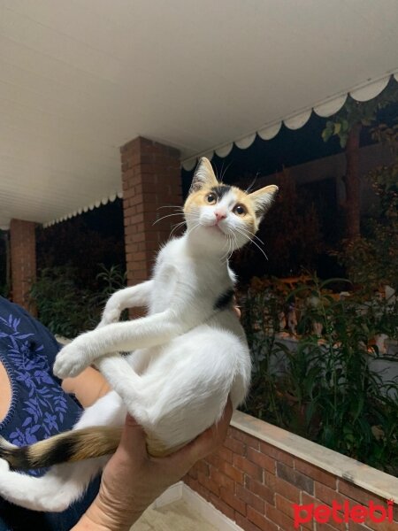 Tekir Kedi, Kedi  Sans Kedisi fotoğrafı