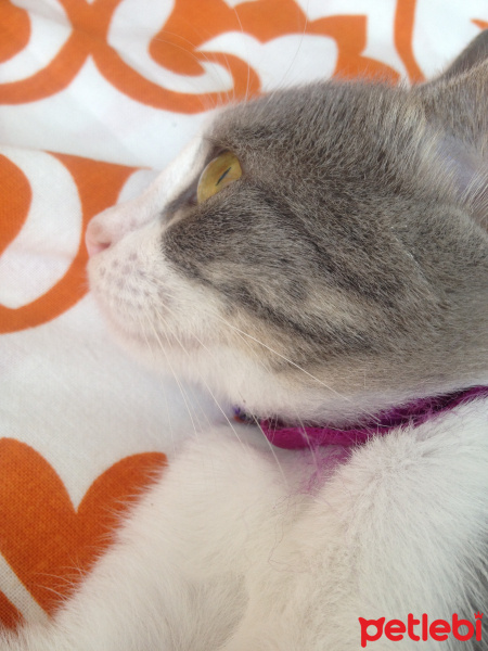 Tekir Kedi, Kedi  Boncuk fotoğrafı