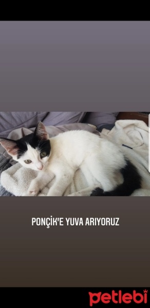 Tekir Kedi, Kedi  Ponçik fotoğrafı